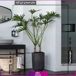 گلدان هدیه لوکس با فیلودندرون زانادو بزرگ | انگور