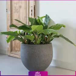 گلدان فیلودندرون (پر برگ) | انگور