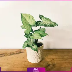 خرید گل آپارتمانی سینگونیوم قیم دار | انگور مرکز گل و گیاه در ایران