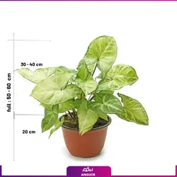 خرید گل آپارتمانی سینگونیوم قیم دار | انگور مرکز گل و گیاه در ایران