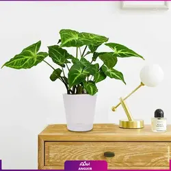 خرید گل آپارتمانی سینگونیوم قیم دار | انگور مرکز گل و گیاه در ایران