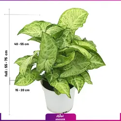 خرید گل آپارتمانی سینگونیوم قیم دار | انگور مرکز گل و گیاه در ایران