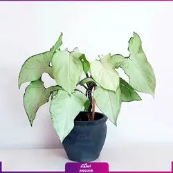 خرید گل آپارتمانی سینگونیوم قیم دار | انگور مرکز گل و گیاه در ایران