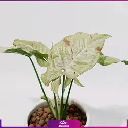 خرید گل آپارتمانی سینگونیوم قیم دار | انگور مرکز گل و گیاه در ایران