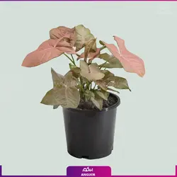 خرید گل آپارتمانی سینگونیوم قیم دار | انگور مرکز گل و گیاه در ایران