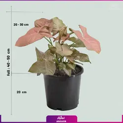 خرید گل آپارتمانی سینگونیوم قیم دار | انگور مرکز گل و گیاه در ایران