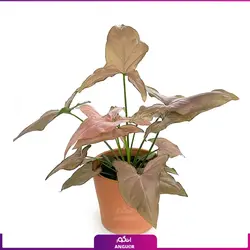 خرید گل آپارتمانی سینگونیوم قیم دار | انگور مرکز گل و گیاه در ایران