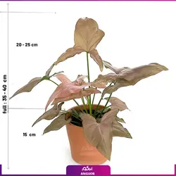 خرید گل آپارتمانی سینگونیوم قیم دار | انگور مرکز گل و گیاه در ایران