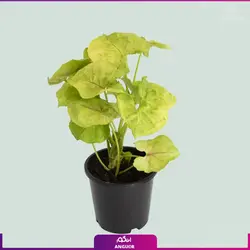 خرید گل آپارتمانی سینگونیوم قیم دار | انگور مرکز گل و گیاه در ایران