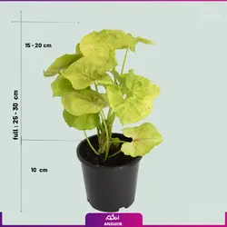 خرید گل آپارتمانی سینگونیوم قیم دار | انگور مرکز گل و گیاه در ایران