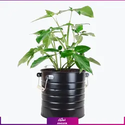 خرید گل آپارتمانی سینگونیوم برای هدیه | انگور مرکز گل و گیاه در ایران