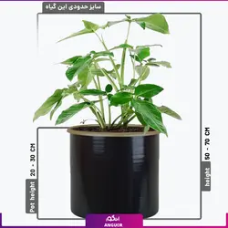 خرید گل آپارتمانی سینگونیوم برای هدیه | انگور مرکز گل و گیاه در ایران