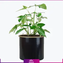 خرید گل آپارتمانی سینگونیوم برای هدیه | انگور مرکز گل و گیاه در ایران