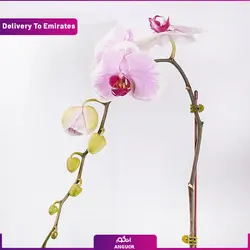 باکس گل ولنتاین با عروسک (تحویل امارات) | انگور