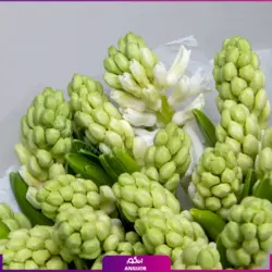 خرید آنلاین دسته گل غنچه سنبل | گل و گیاه انگور