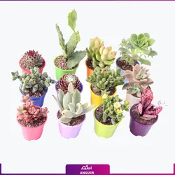 گیاه طبیعی کاکتوس و ساکولنت - بسته 12 عددی | انگور