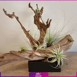 خرید گیاه هوازی تیلادنزیا |از انگور مرکز گل و گیاه در ایران