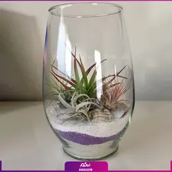 خرید گیاه تیلادنزیا در تنگ شیشه ای |از انگور مرکز گل و گیاه در ایران