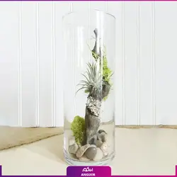 خرید گیاه تیلادنزیا در تنگ شیشه ای |از انگور مرکز گل و گیاه در ایران