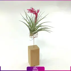 خرید گیاه هوازی تیلادنزیا خاص|از انگور مرکز گل و گیاه در ایران