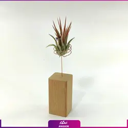 خرید گیاه تیلادنزیا خاص |از انگور مرکز گل و گیاه در ایران