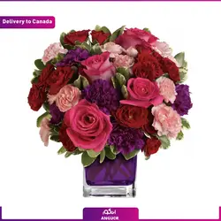 گیاه آلوئه (ارسال گل به کانادا ) | انگور