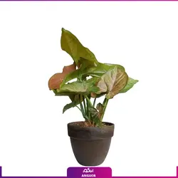 خرید گل آپارتمانی سینگونیوم قیم دار | انگور مرکز گل و گیاه در ایران