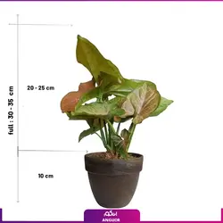 خرید گل آپارتمانی سینگونیوم قیم دار | انگور مرکز گل و گیاه در ایران