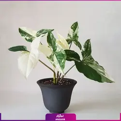 خرید گل آپارتمانی سینگونیوم قیم دار | انگور مرکز گل و گیاه در ایران