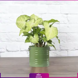 خرید گل آپارتمانی سینگونیوم قیم دار | انگور مرکز گل و گیاه در ایران