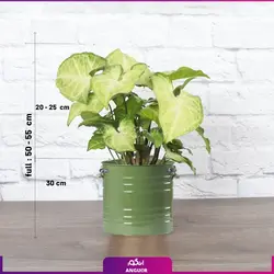 خرید گل آپارتمانی سینگونیوم قیم دار | انگور مرکز گل و گیاه در ایران