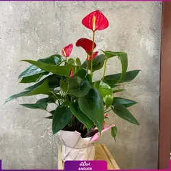 خرید کوکدامای آنتوریوم | انگور مرکز گل و گیاه در ایران