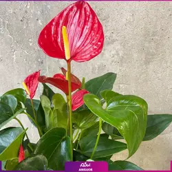 خرید کوکدامای آنتوریوم | انگور مرکز گل و گیاه در ایران