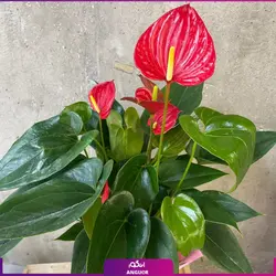 خرید کوکدامای آنتوریوم | انگور مرکز گل و گیاه در ایران