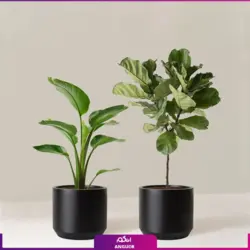 خرید گل پرنده بهشتی (استرلیتزیا) مستقیم از گلخانه | انگور بزرگترین مرکز گل و گیاه ایران