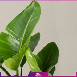 خرید گل پرنده بهشتی (استرلیتزیا) مستقیم از گلخانه | انگور بزرگترین مرکز گل و گیاه ایران