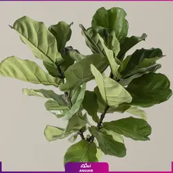 خرید گل پرنده بهشتی (استرلیتزیا) مستقیم از گلخانه | انگور بزرگترین مرکز گل و گیاه ایران