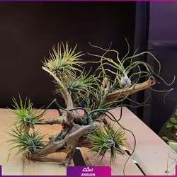 خرید گیاه تیلادنزیا به همراه چوب آبنوسه |از انگور مرکز گل و گیاه در ایران