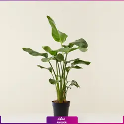 خرید گیاه استرلیتزیا سایز بزرگ 2 متری (پرنده بهشتی) به همراه گلدان + ارسال رایگان