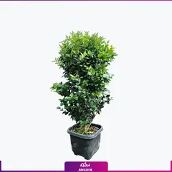 خرید آنلاین گلدان یاس هلندی | مرکز گل و گیاه انگور