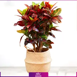 گیاه گلدانی کروتون تک شاخه با گلدان مخمل ابی(سایز 85-95 سانتی) | انگور