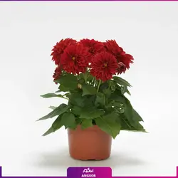 سفارش اینترنتی گلدان بهاری گل جعفری از گل فروشی آنلاین انگور