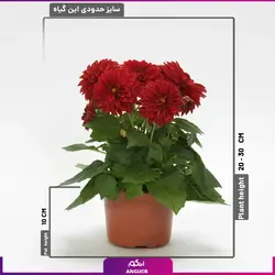 سفارش اینترنتی گلدان بهاری گل جعفری از گل فروشی آنلاین انگور