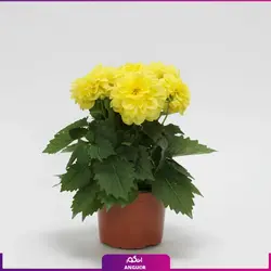 سفارش اینترنتی گلدان بهاری گل جعفری از گل فروشی آنلاین انگور