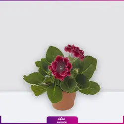 سفارش اینترنتی گلدان بنفشه برزیلی از گل فروشی آنلاین انگور