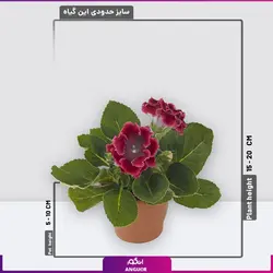 سفارش اینترنتی گلدان بنفشه برزیلی از گل فروشی آنلاین انگور