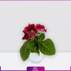 سفارش اینترنتی گلدان پلاستیکی با گل بنفشه برزیلی از گل فروشی آنلاین انگور