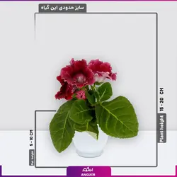 سفارش اینترنتی گلدان پلاستیکی با گل بنفشه برزیلی از گل فروشی آنلاین انگور