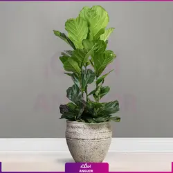 گلدان هدیه VIP فایبر گلاس کمری با فیکوس آفریقایی لیراتا + زیر گلدانی چرخدار