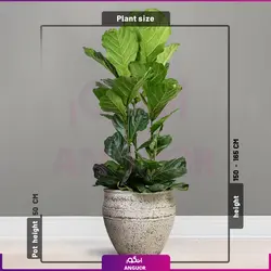 گلدان هدیه VIP فایبر گلاس کمری با فیکوس آفریقایی لیراتا + زیر گلدانی چرخدار